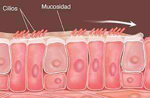 Células con cilios y mucosidad en la parte superior. Las flechas muestran cómo se barre la mucosidad.