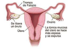 Vista frontal de un corte transversal de los órganos reproductivos femeninos.